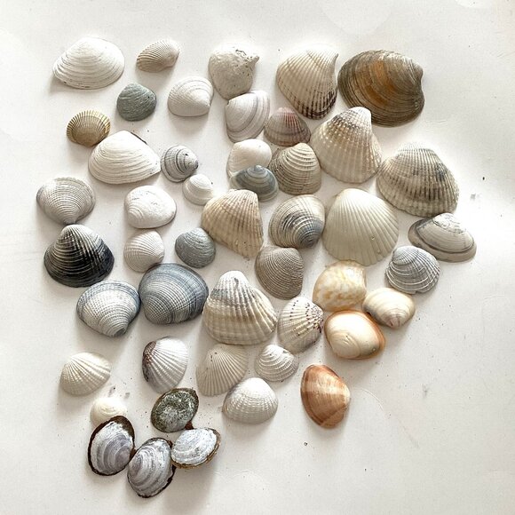 An Assorted Collection of Seashells Small Clam Shells Arts Crafts Jewelry - Picture 1 of 4